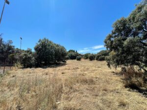 IMG-20240709-WA0015